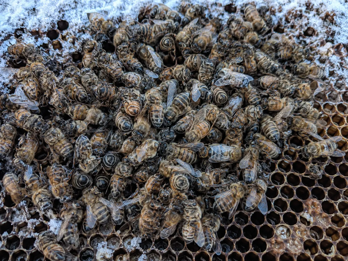 Dead honey bee cluster on comb during winter colony loss post-mortem