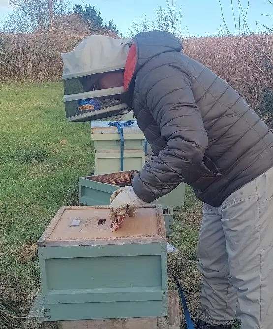 Beehive in winter being checked for stores and colony survival risk